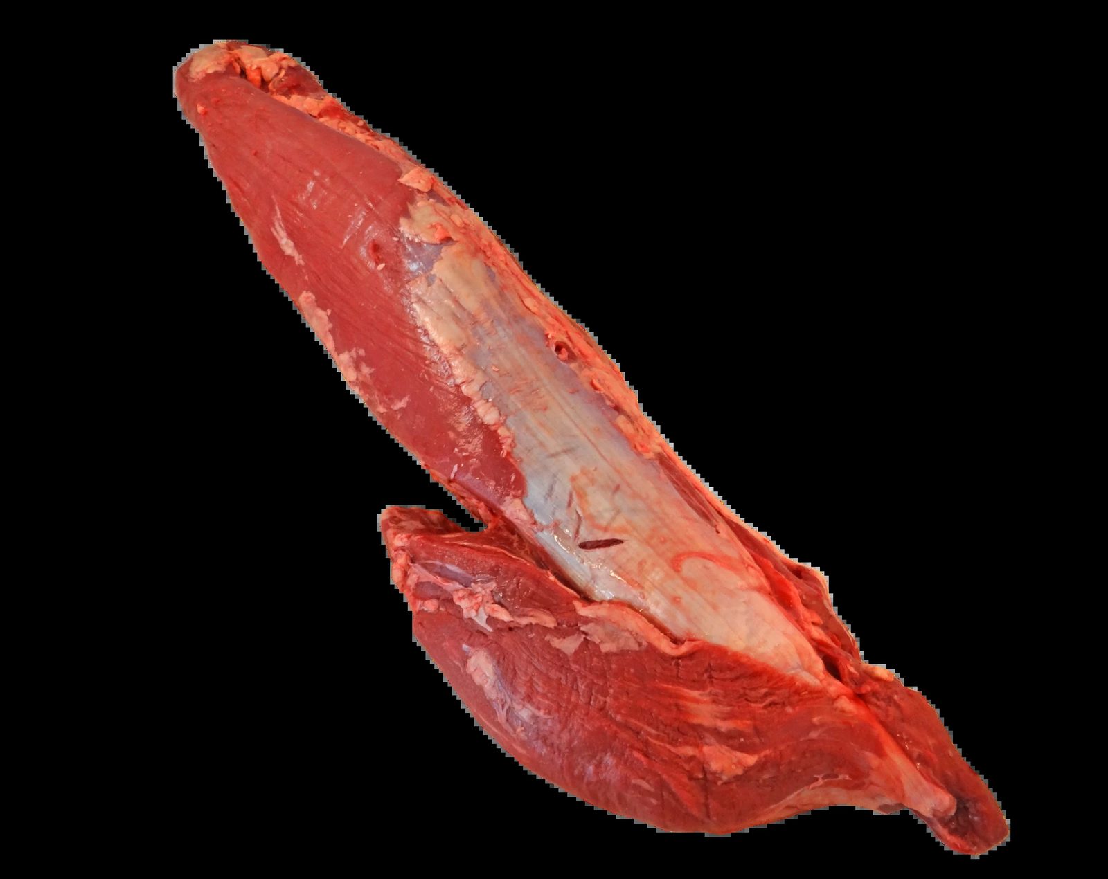 A whole raw beef tenderloin with its side muscle on, a long tapering cut with a strip of silver skin along its length